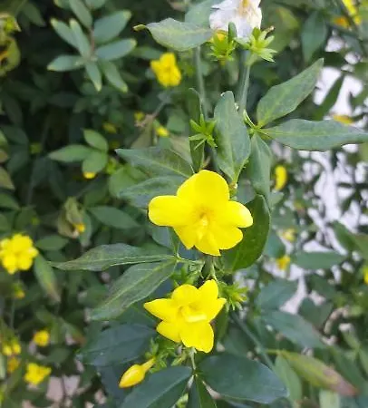 Apartment Promenada Nikiti (Sithonia)